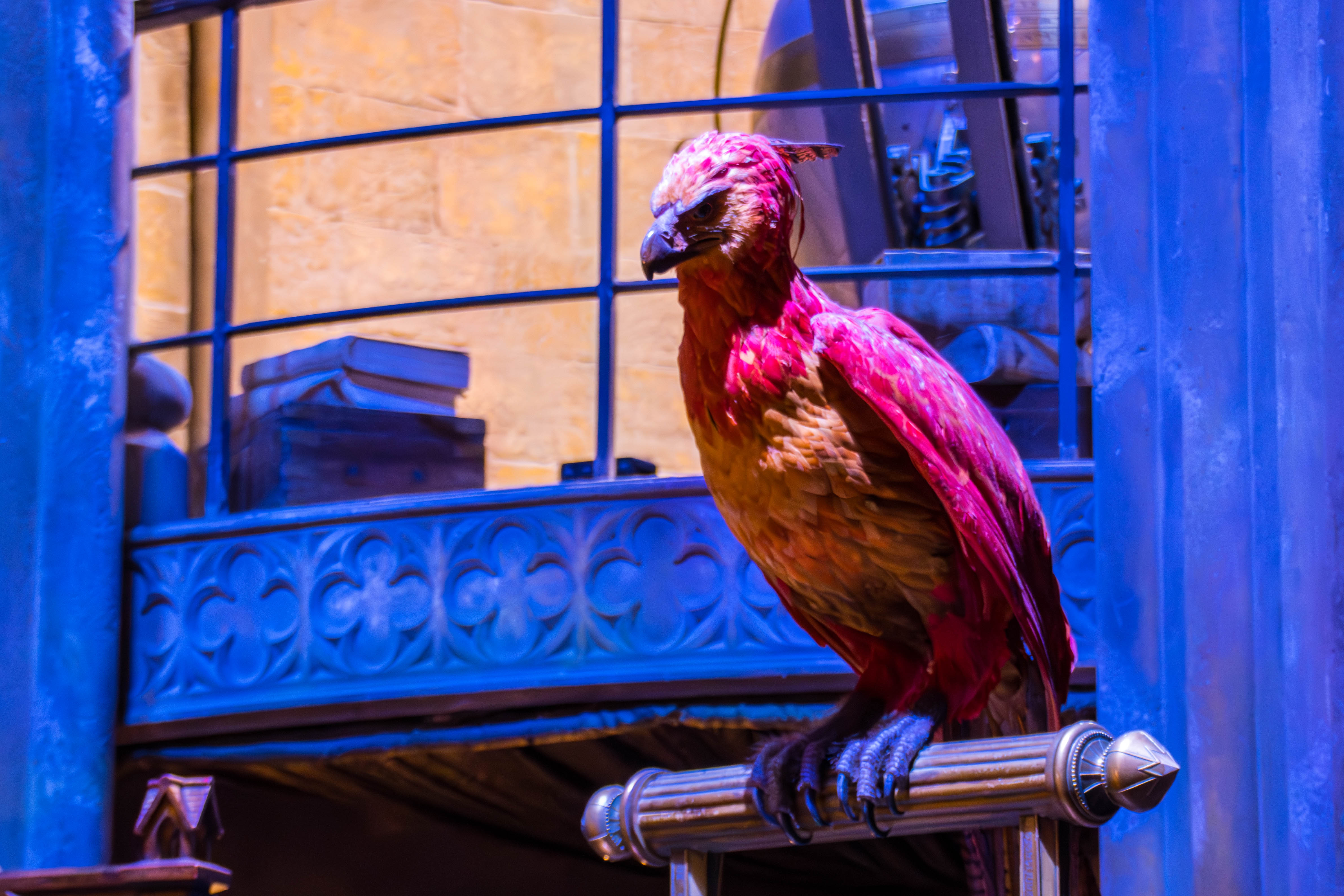 Harry Potter-_MG_6140-Avec accentuation-Bruit.jpg